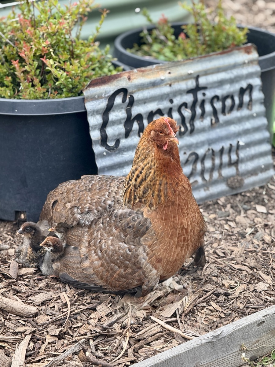 A mother hen with her chicks