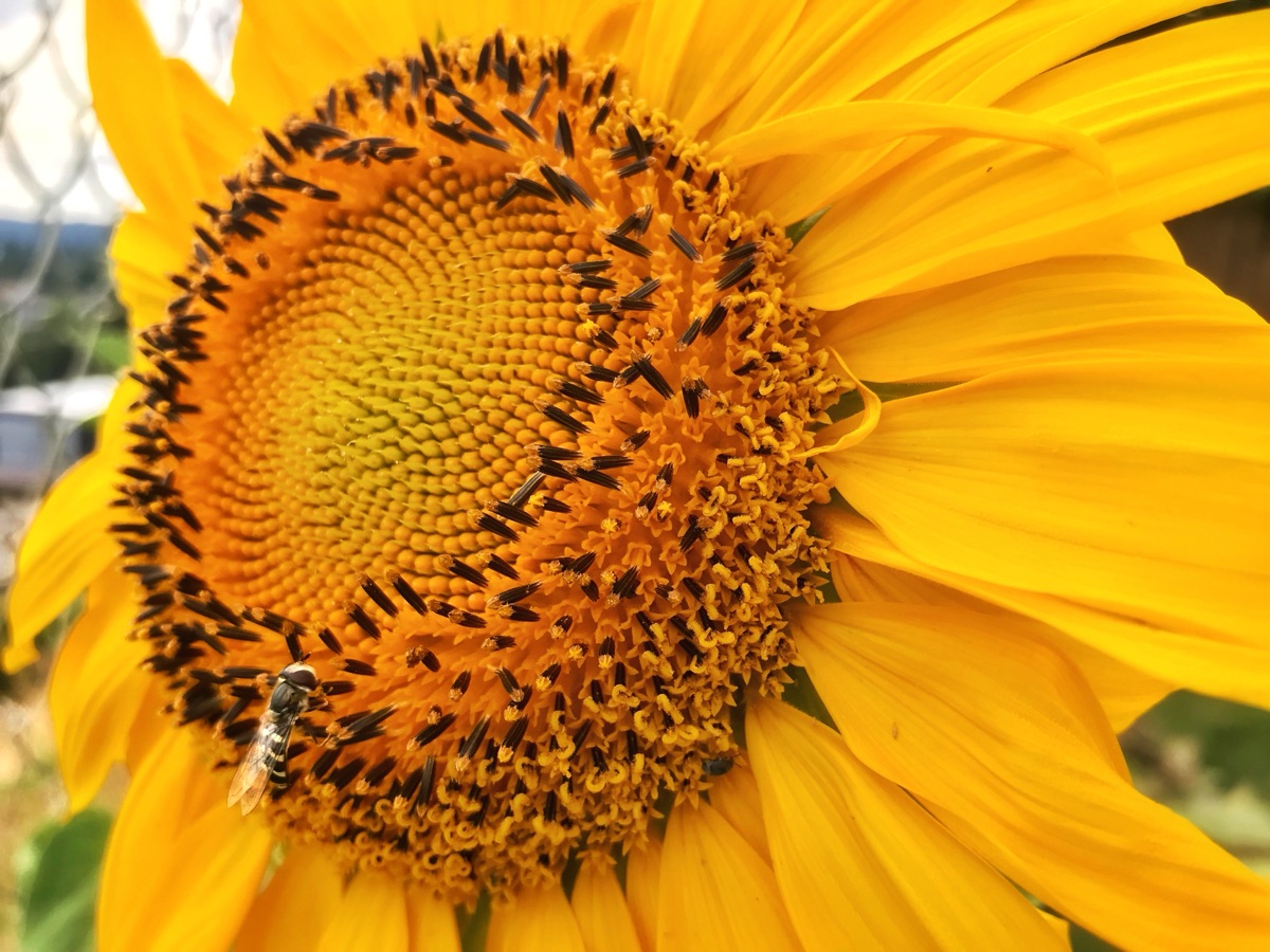 A sunflower with a wasp on it